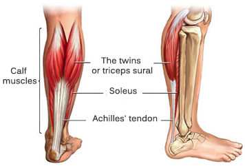 Anatomy-calves